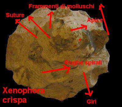 Xenophora crispa (Konig, 1825) - Pliocene - Toscana